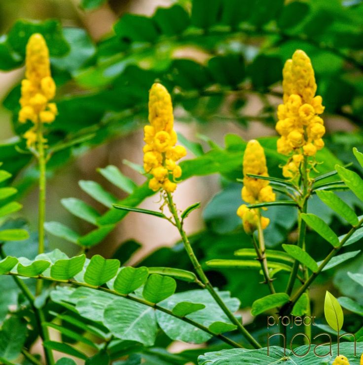 Akapulko plant